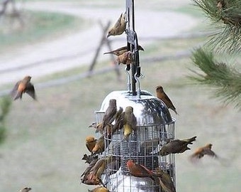 popular items for wild bird feeder on etsy popular items for wild bird feeder on etsy