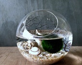 Ecosphere Moss Ball Orb / Aquarium Moss Bowl Biosphere Kit