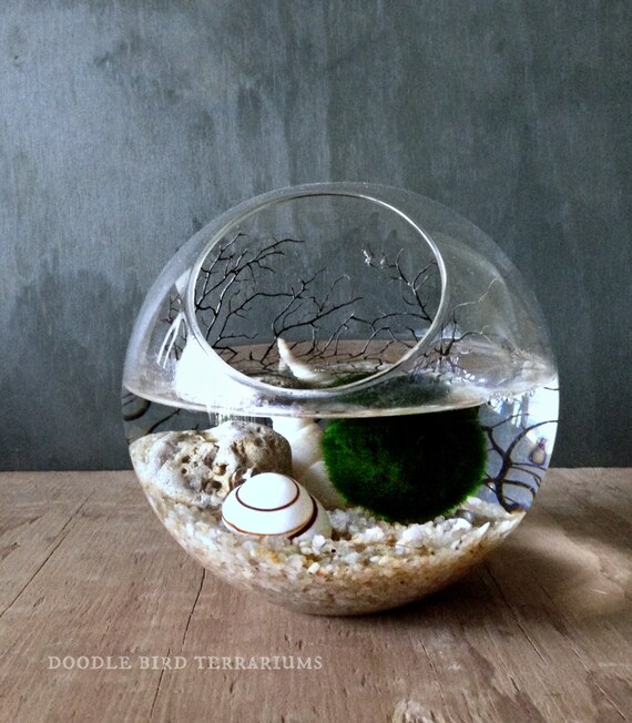 Moss Ball Orb / Aquarium Moss Bowl Biosphere Kit