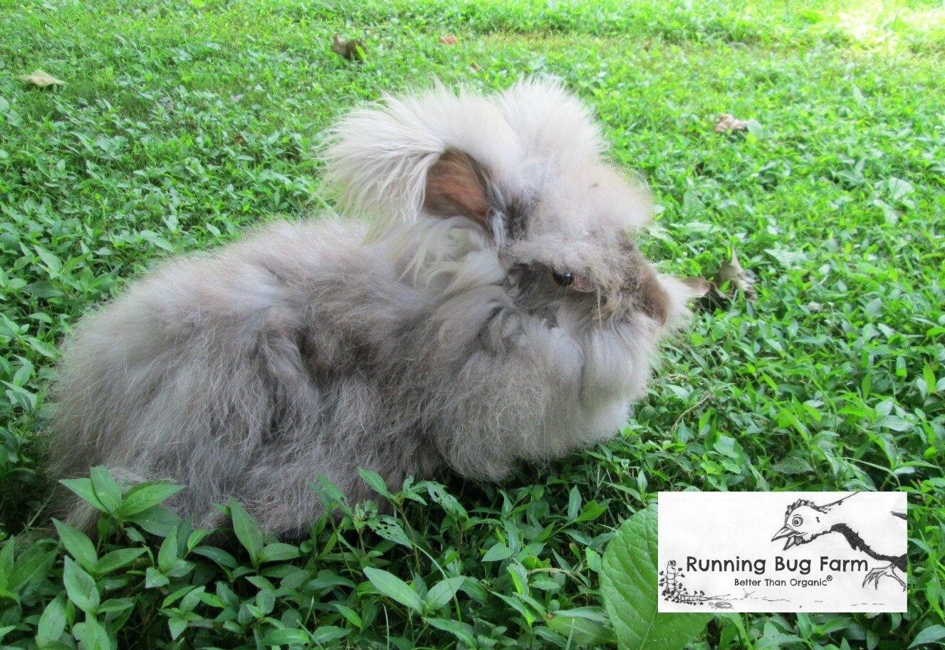 Chocolate English Angora Wool Angora Fiber by RunningBugFarm