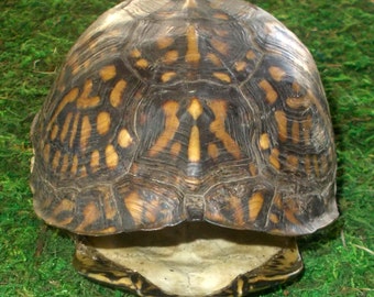 Popular items for box turtle on Etsy