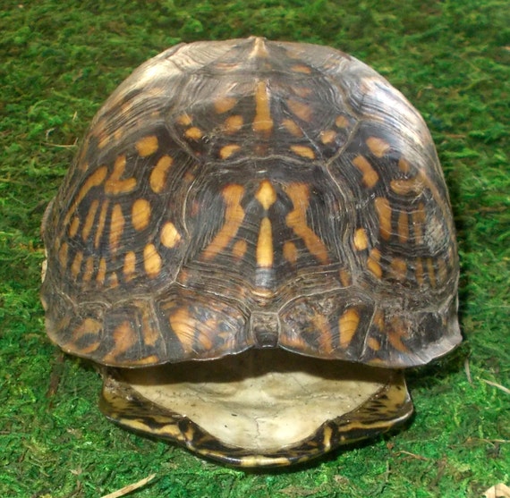 Eastern Box Turtle Shell non-endangered Good For by kmaskreations