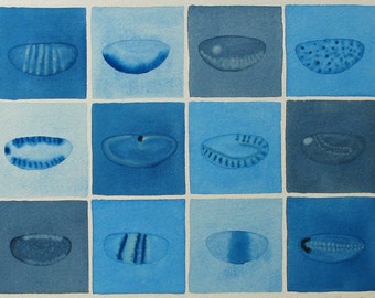 Drosophila Embryos  - original watercolor painting -  Genetics