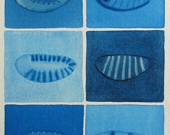Drosophila Embryos 2 - original watercolor painting -  Genetics