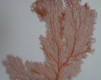 Pacifigorgia Red Color Large Sea Fan 18" x 23.2" Seashells Reef Coral