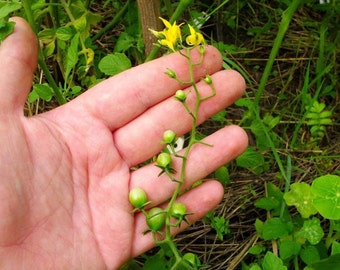 7 World's Smallest Rainbow Tomatoes Seeds-1316