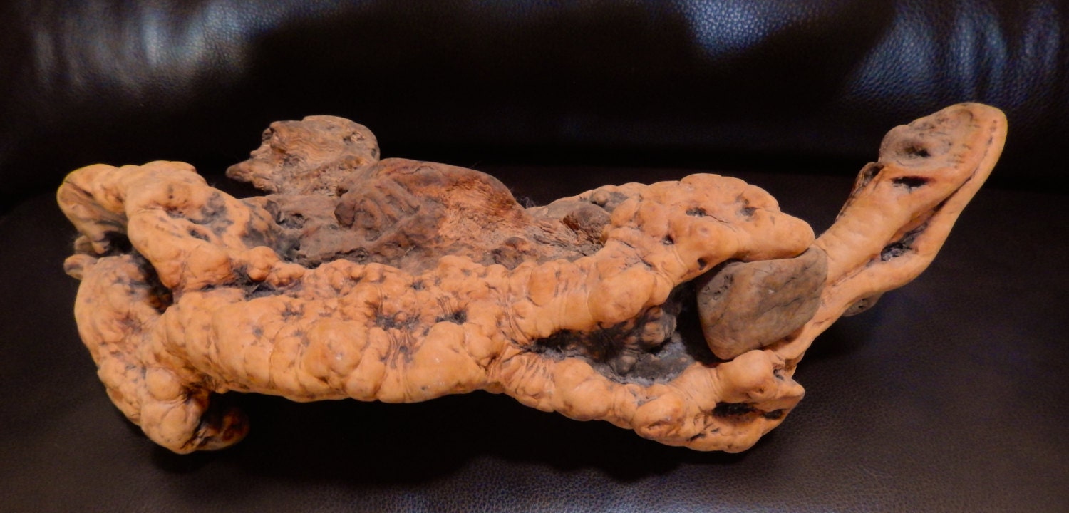 Arizona Manzanita Wood Root Burl Mountain Driftwood by AuntBellas