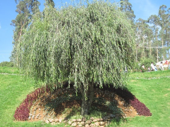 Weeping Willow Salix Babylonica Tree Live Plant Live Seedling