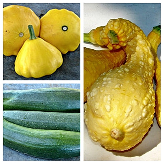 Heirloom Summer Squash Collection Non GMO