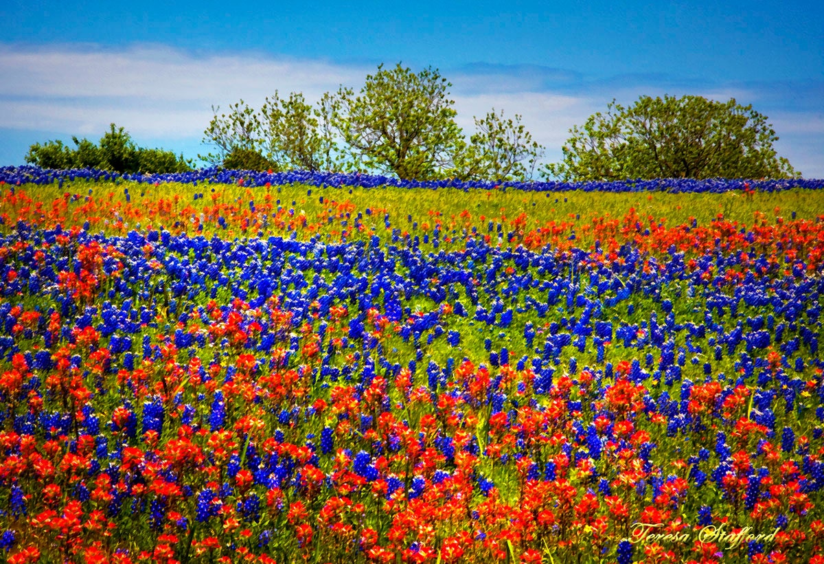 pictures of bluebonnets and indian paintbrushes pictures of bluebonnets and indian paintbrushes