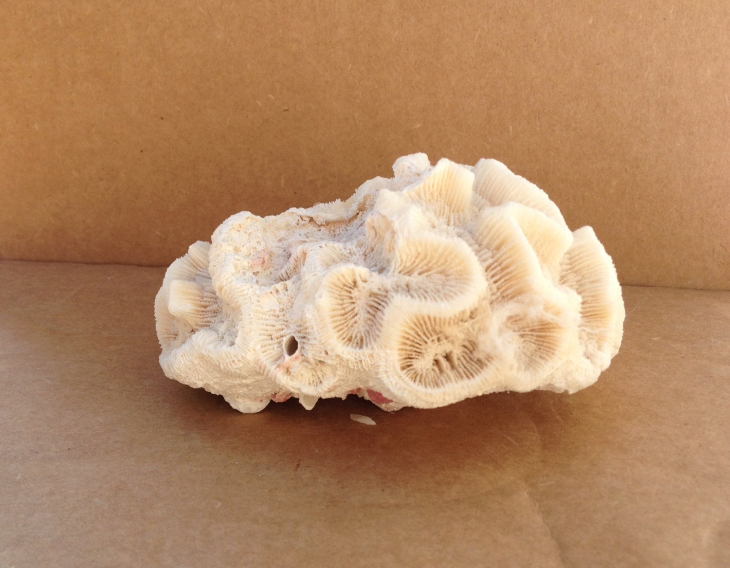 Natural Coral Seashell Beach Decor Seashells Natural Sea