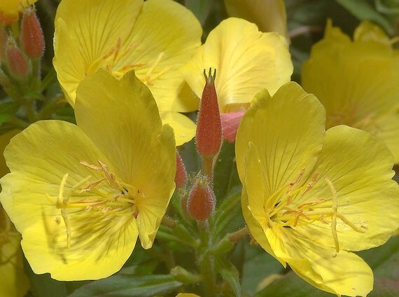 100 Heirloom Primrose Seeds Yellow Fragrant by BeanAcresSeeds