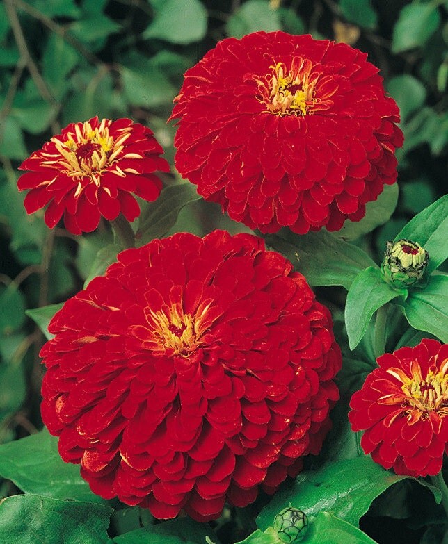 75 Red Zinnia Seeds Cherry Queen Heirloom Zinnia Seed