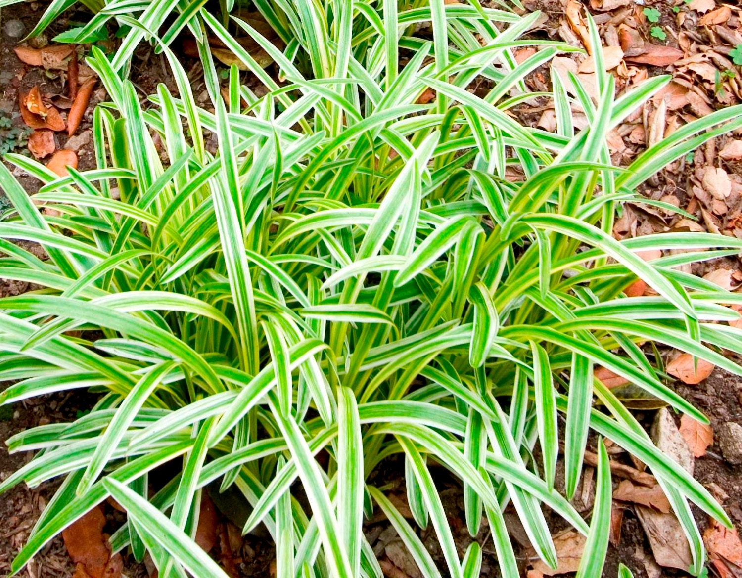 BIG SALE Monkey Grass Seed Liriope muscari Ornamental