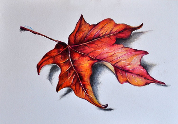 Original Colored Pencil Drawing Red Maple Leaf by ArtCornerShop