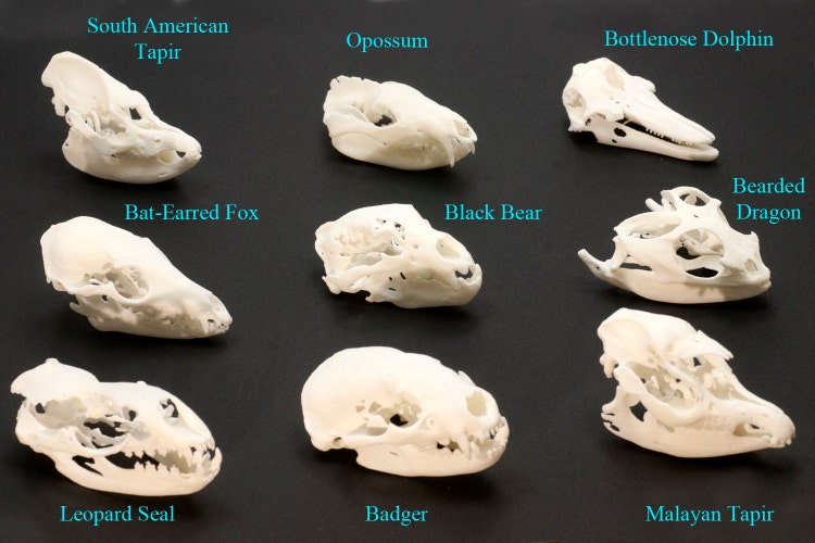 Animal Skull Leopard Seal Skull 3D Printed Skull by