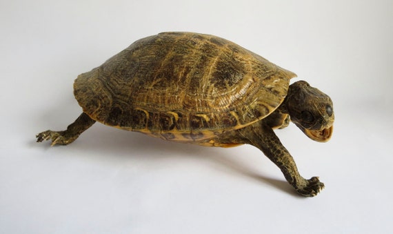 Vintage Whole Screaming Taxidermy Turtle by VintageInquisitor