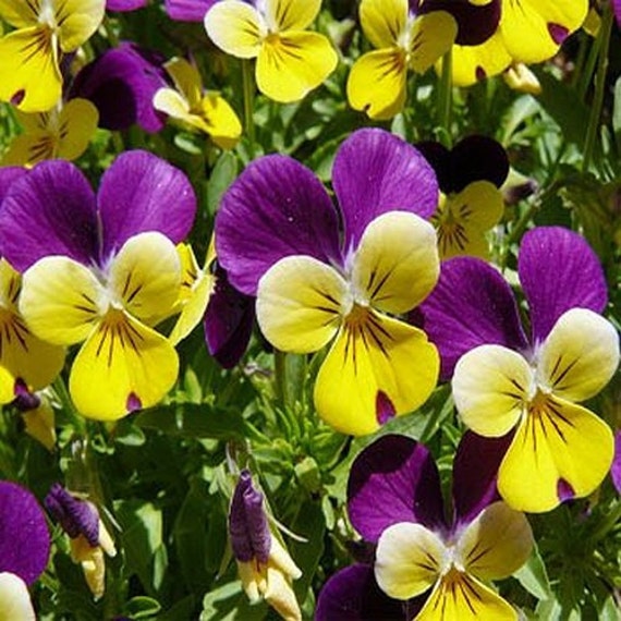 Viola Johnny Jump Up Flower Seeds Viola Tricolor 200Seeds