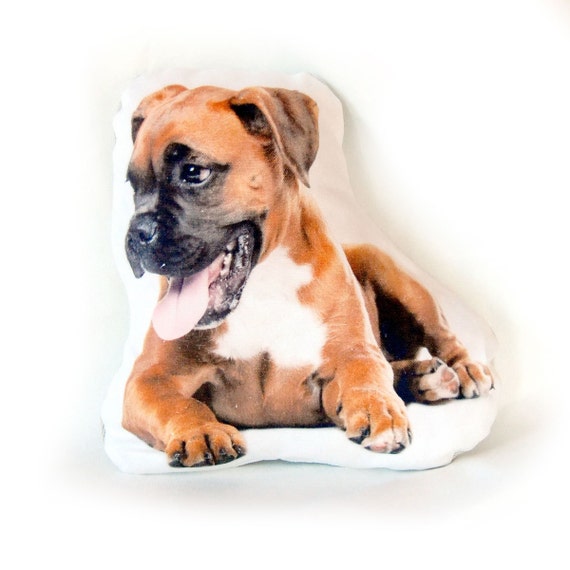 boxer with pillow