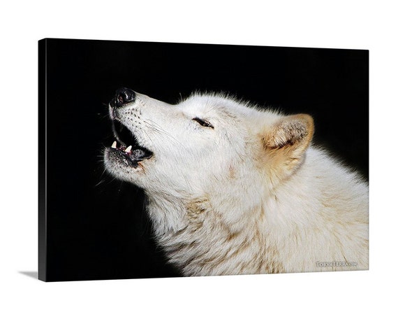 arctic wolf howling arctic wolf howling