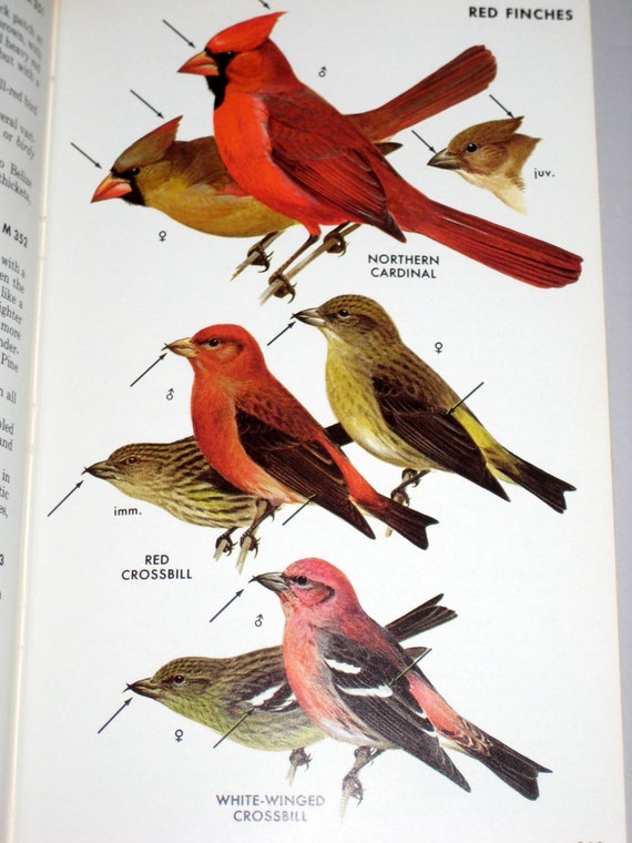 Vintage 1980 Audubon Bird Book Field Guide To The Birds