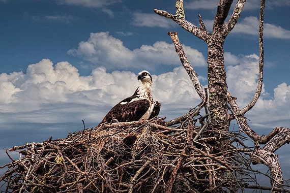 photograph-of-an-osprey-on-a-nest-in-the-florida-everglades