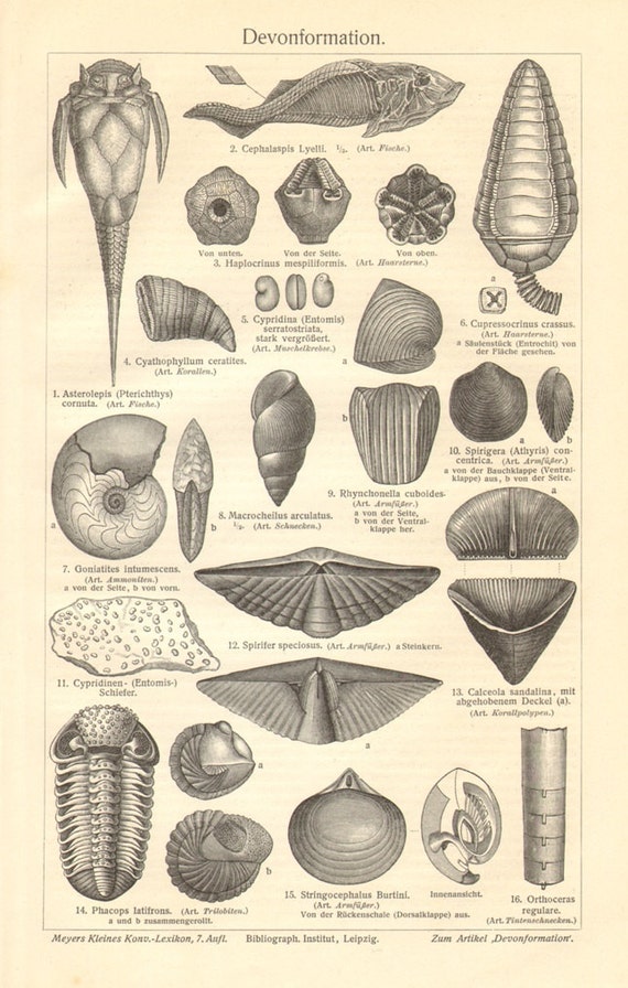 1908 Vintage Print of Fossils Paleozoic Era by CabinetOfTreasures