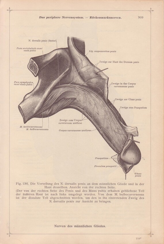 Vintage Medical Page Anatomical Diagram Human Body Male PENIS