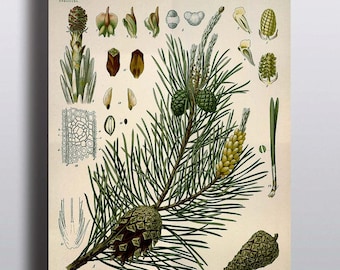Antique 1800s Pine Tree Print Botanical Print Science Chart Botanical Art Illustration Art Print Wall Decor Poster Plants Trees Nature