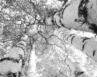 Black and white art, birch trees canvas or print, large photo, trees photography, wall decor housewarming gift 8x10 11x14 16x20 24x36 30x45