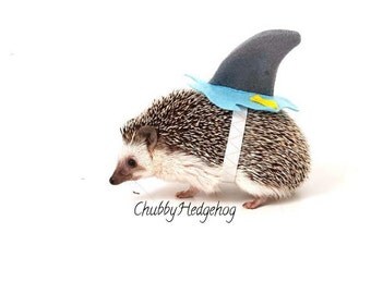 SHARK Costume Hedgehog / Guinea pig