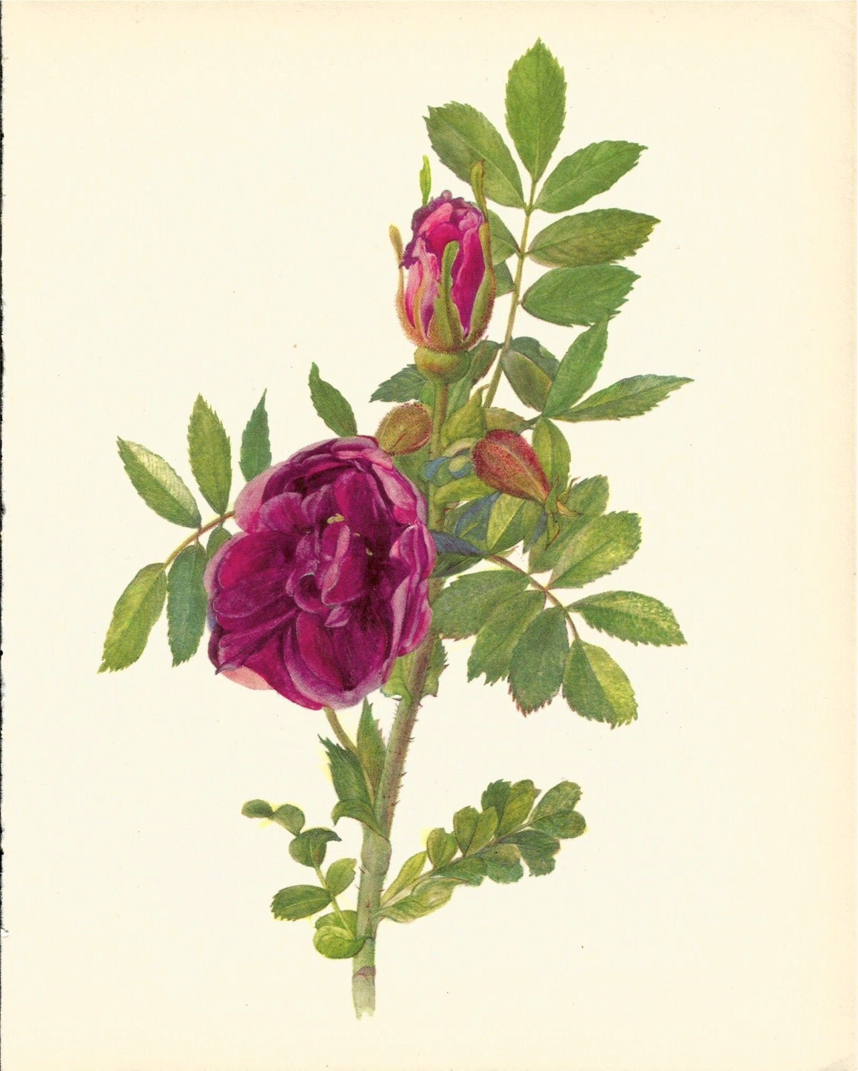 Gorgeous VINTAGE ROSE PRINT Purple Rose Antique by UpcycleFarmer