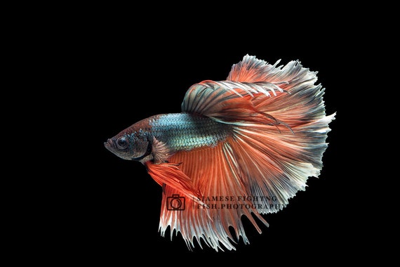 Items similar to Siamese Fighting Fish 28 on Etsy