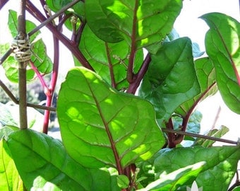 Malabar Red Stem Spinach Heirloom Seeds - Non-GMO, Open Pollinated, Untreated