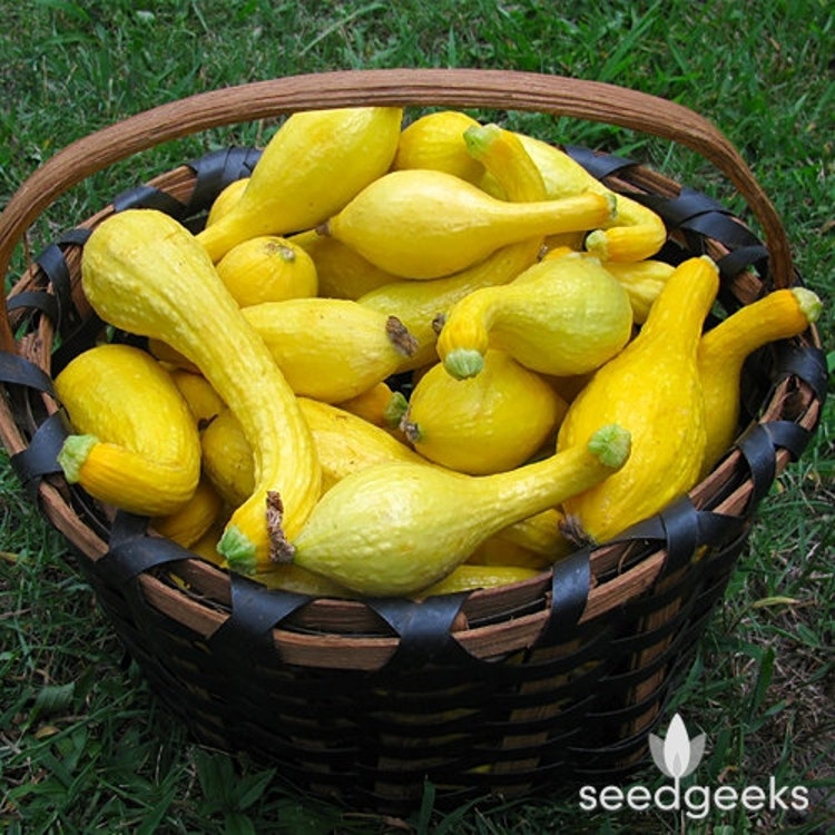 Early Golden Crookneck Summer Squash Heirloom Seeds by SeedGeeks