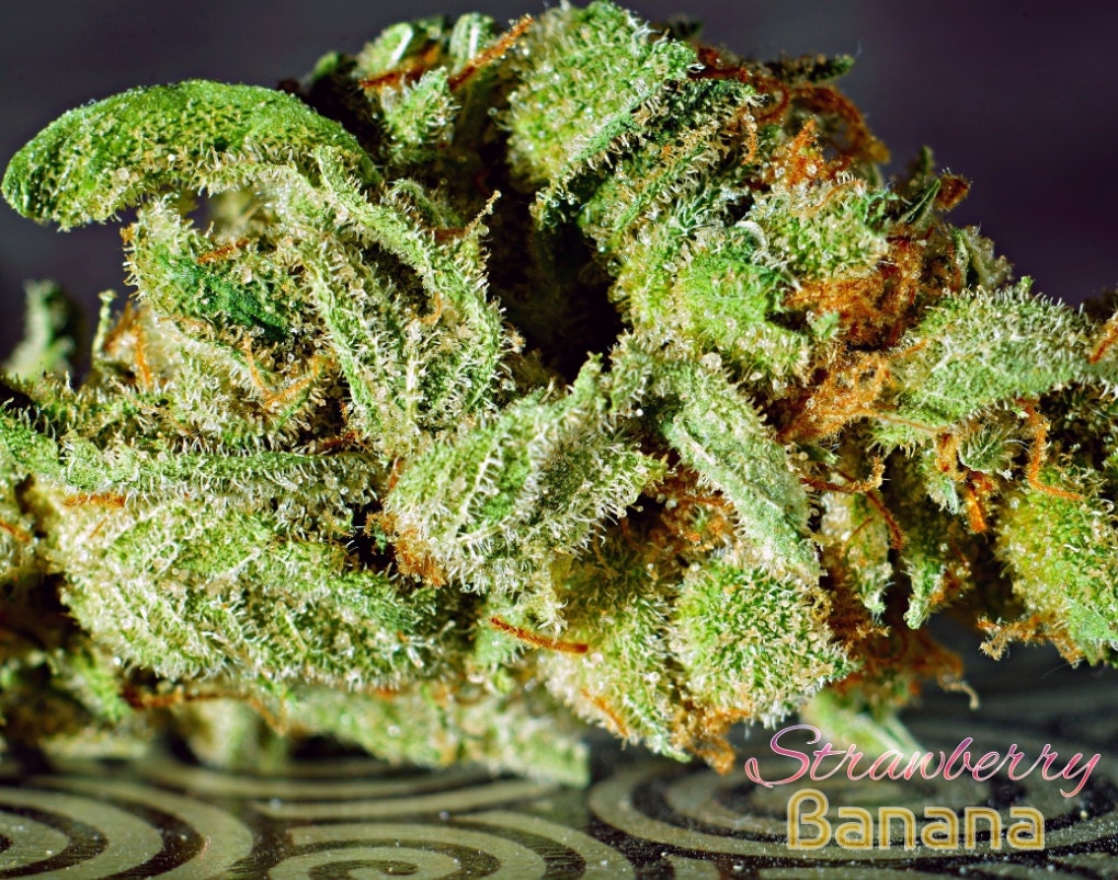 Strawberry Banana Kush Photo Marijuana Fine Art Print by EFotog