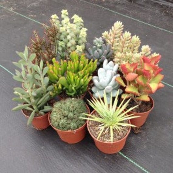 Cactus & Succulent mix 100 seeds