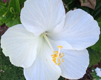 Bermuda Wedding White Hibiscus