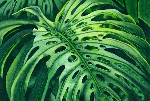 Watercolor painting...MONSTERA MADNESS...monstera