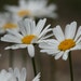 DaisyShabby