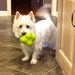 WestieMom