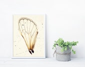 Still Life photography, 17 Year Cicada, Cicada Wing, Oddity Photography, Curiosity Art, Framed Insect Print, Framed Art