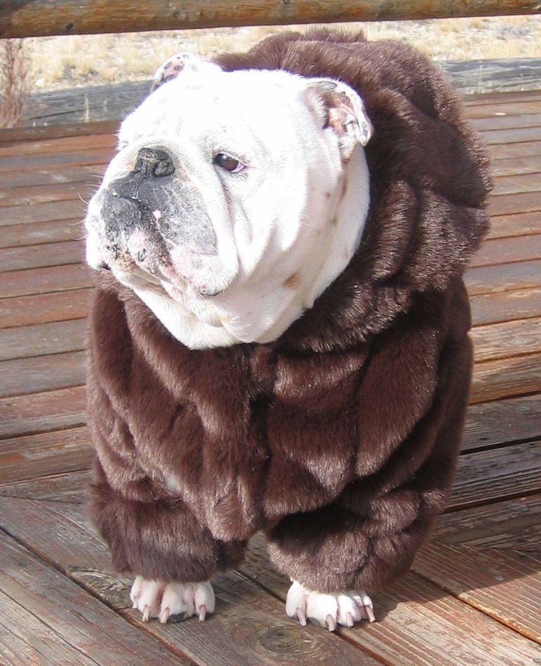 ORDER ENGLISH BULLDOG faux Mink Fur Coat Bulldog Custom