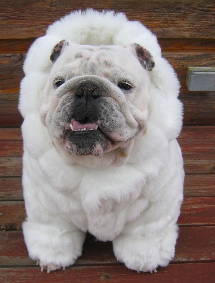 ORDER ENGLISH BULLDOG faux Mink white Fur Coat Bulldog Custom