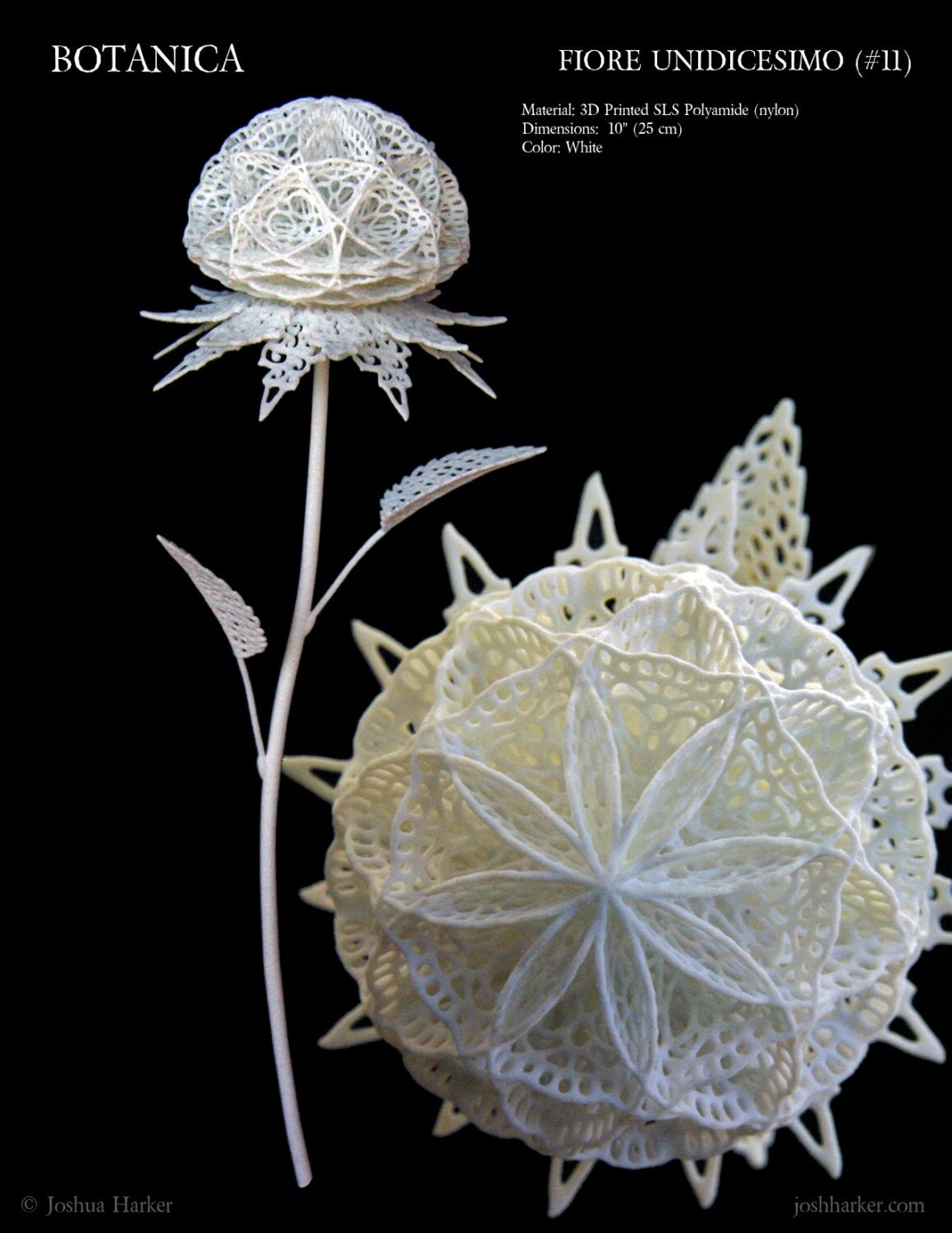 Fiore Unidicesimo 3d Printed Filigree Flower by Joshua