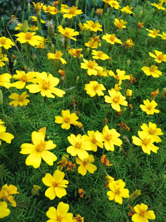 Edible Marigold Organic Heirloom Lemon Gem Seeds