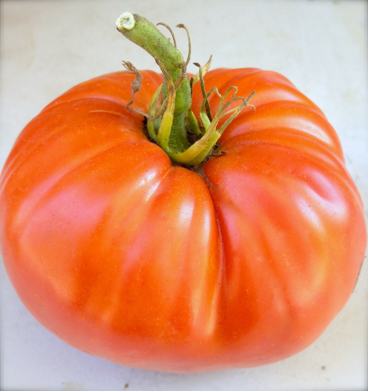 SALE Mortgage Lifter Heirloom Beefsteak Tomato Huge Producer