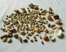 Popular items for small seashells on Etsy