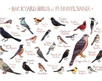 Backyard Birds of Pennsylvania Fiel d Guide Style Watercolor Painting 