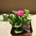 Baby Sunrose Succulent-Aptenia Cordifolia.